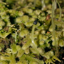 Trichocolea-mollissima-foliose-liverwort-Tarawera-to-Waterfall-Track-2015-10-16-IMG 1976