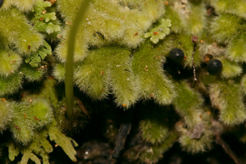 Trichocolea-mollissima-foliose-liverwort-Tarawera-to-Waterfall-Track-2015-10-16-IMG_1977.jpg