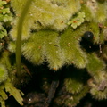 Trichocolea-mollissima-foliose-liverwort-Tarawera-to-Waterfall-Track-2015-10-16-IMG 1977