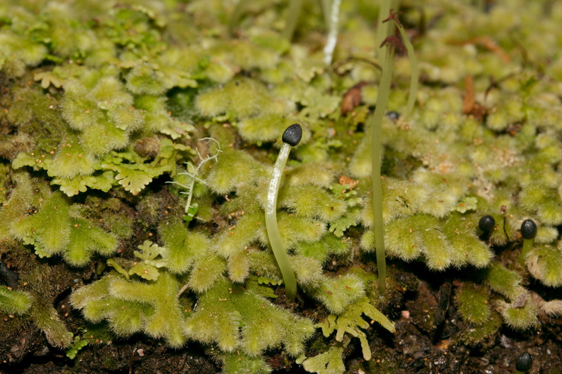 Trichocolea-mollissima-foliose-liverwort-Tarawera-to-Waterfall-Track-2015-10-16-IMG_1980.jpg