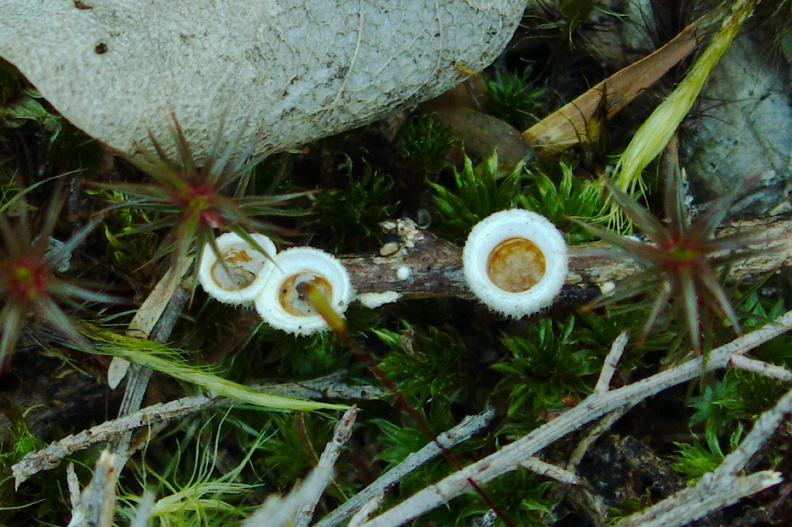 birds-nest-fungus-Tarawera-Outlet-to-Humphries-Bay-Track-2015-10-17-IMG_5901.jpg