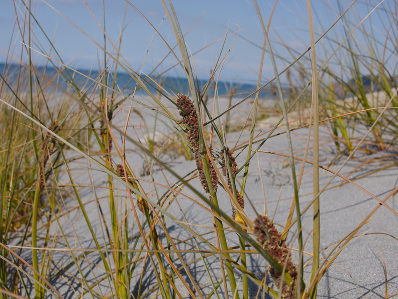 dune-holding-rushes-on-beach-Whakatane-2015-10-20-IMG_5991.jpg