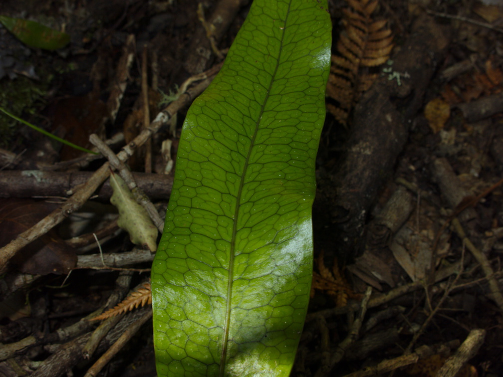fern-entire-fronds-reticulate-net-venation-Tarawera-to-Waterfall-Track-2015-10-16-IMG 5805