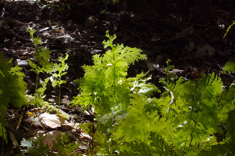 filmy-fern-on-forest-floor-Tarawera-to-Waterfall-Track-2015-10-16-IMG 5793