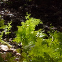 filmy-fern-on-forest-floor-Tarawera-to-Waterfall-Track-2015-10-16-IMG 5793