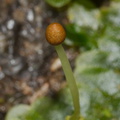 indet-Jungermannia-sp-foliose-liverwort-Tarawera-Outlet-to-Humphries-Bay-Track-2015-10-17-IMG 2041