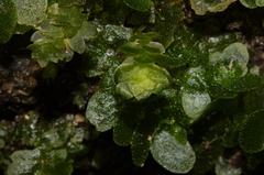 indet-Jungermannia-sp-foliose-liverwort-Tarawera-Outlet-to-Humphries-Bay-Track-2015-10-17-IMG 2045