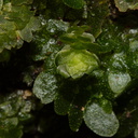 indet-Jungermannia-sp-foliose-liverwort-Tarawera-Outlet-to-Humphries-Bay-Track-2015-10-17-IMG 2045