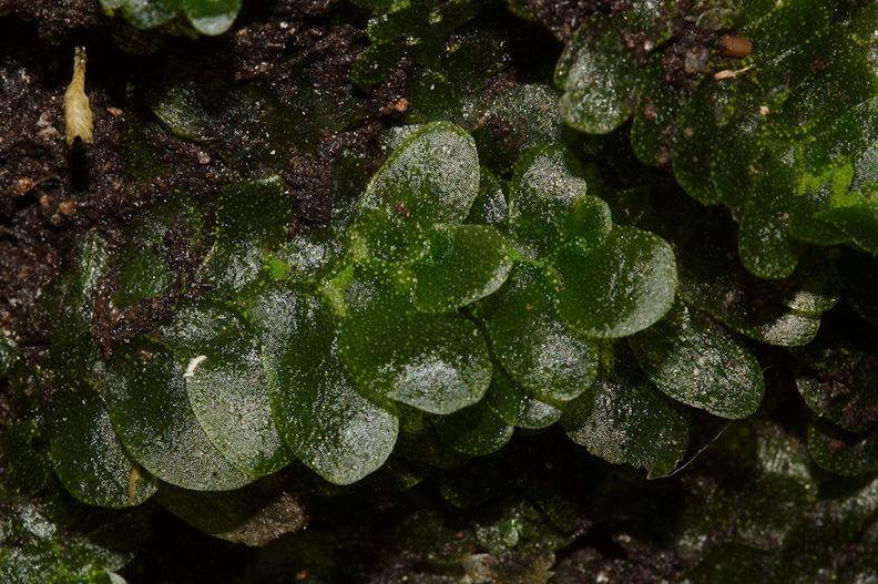 indet-Jungermannia-sp-foliose-liverwort-Tarawera-Outlet-to-Humphries-Bay-Track-2015-10-17-IMG_2046.jpg