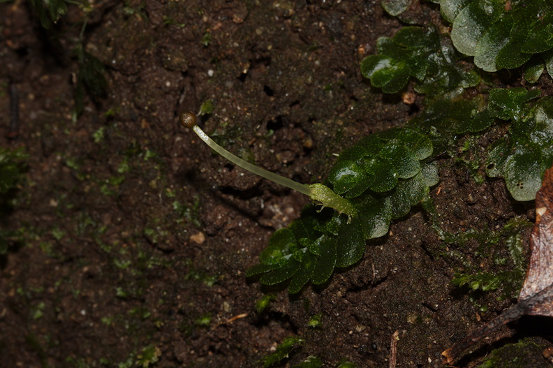 indet-Jungermannia-sp-foliose-liverwort-Tarawera-Outlet-to-Humphries-Bay-Track-2015-10-17-IMG_2047.jpg