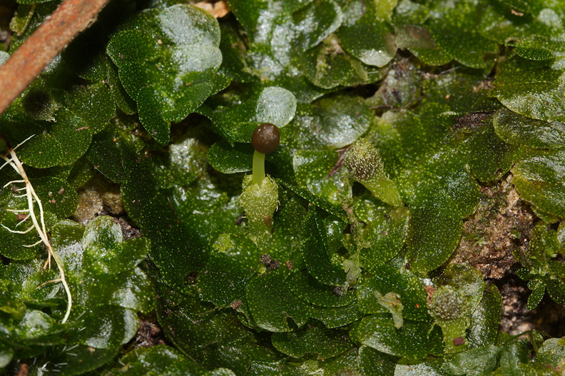 indet-Jungermannia-sp-foliose-liverwort-Tarawera-Outlet-to-Humphries-Bay-Track-2015-10-17-IMG_2054.jpg