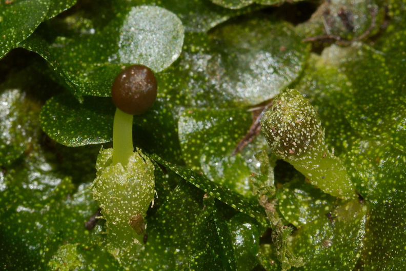 indet-Jungermannia-sp-foliose-liverwort-Tarawera-Outlet-to-Humphries-Bay-Track-2015-10-17-IMG_2054_v2.jpg