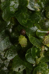 indet-Jungermannia-sp-foliose-liverwort-sheathing-base-of-sporocarp-Tarawera-Outlet-to-Humphries-Bay-Track-2015-10-17-IMG 2053
