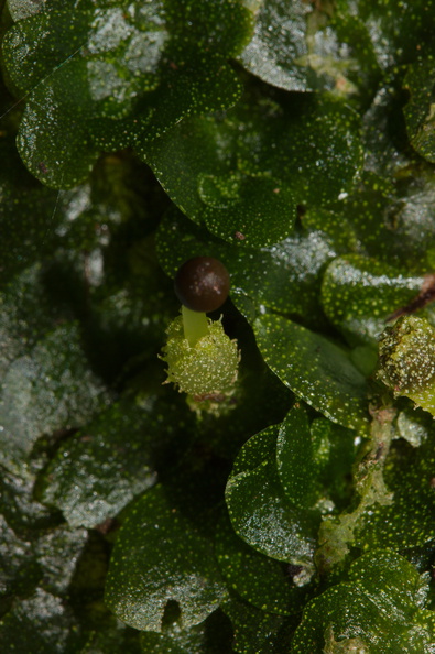 indet-Jungermannia-sp-foliose-liverwort-sheathing-base-of-sporocarp-Tarawera-Outlet-to-Humphries-Bay-Track-2015-10-17-IMG_2053.jpg