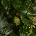 indet-Jungermannia-sp-foliose-liverwort-sheathing-base-of-sporocarp-Tarawera-Outlet-to-Humphries-Bay-Track-2015-10-17-IMG 2053