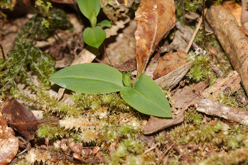 indet-possibly-Chiloglottis-sp-orchid-Tarawera-Outlet-to-Humphries-Bay-Track-2015-10-17-IMG_2129.jpg
