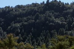 silvery-trees-Knightia-excelsa-main-emergents-Lake-Tarawera-outlet-2015-10-15-IMG 5783