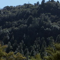 silvery-trees-Knightia-excelsa-main-emergents-Lake-Tarawera-outlet-2015-10-15-IMG 5783