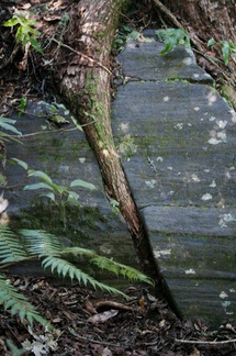 tree-root-breaking-rock-Tarawera-to-Waterfall-Track-2015-10-16-IMG 2002