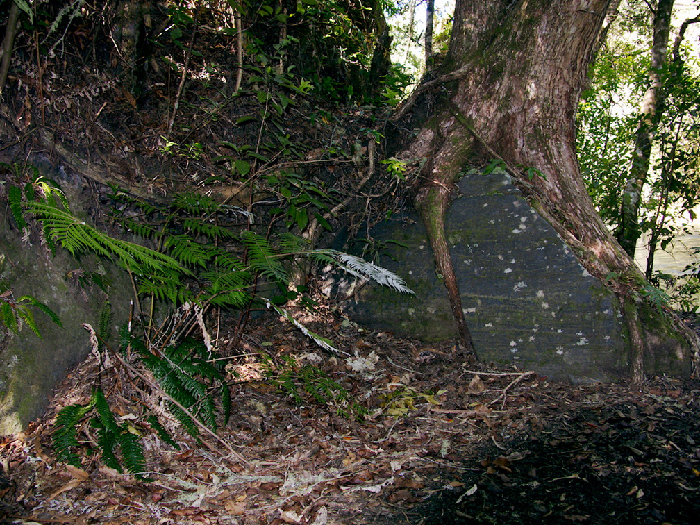 tree-root-breaking-rock-Tarawera-to-Waterfall-Track-2015-10-16-IMG 5867