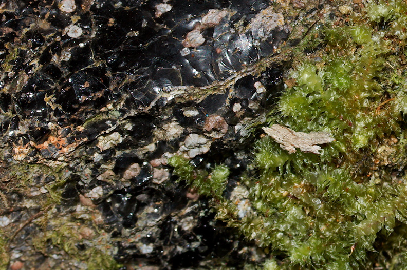 volcanic-glass-obsidian-pebbles-and-rocks-Tarawera-to-Waterfall-Track-2015-10-16-IMG_2012.jpg