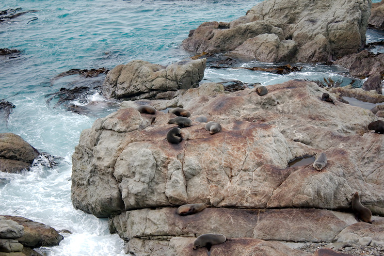 fur-seals-on-rocks-Rte1-2013-06-03-IMG_7894.jpg