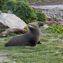 seal-colony-Kaikoura-Peninsula-2013-06-02-IMG 1004