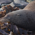 seal-colony-Kaikoura-Peninsula-2013-06-02-IMG_7839.jpg