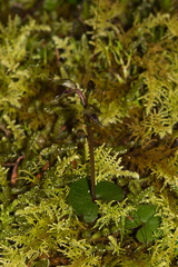 Acianthus-sinclairii-amid-umbrella-moss-Stony-Bay-Coromandel-Coast-Walk-30-06-2011-IMG 2616