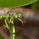 Acianthus-sinclairii-and-pollinator-Stony-Bay-Coromandel-Coast-Walk-01-07-2011-IMG 2657