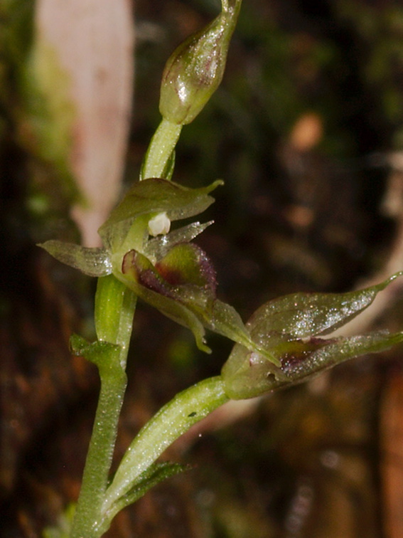 Acianthus-sinclairii-mosquito-orchid-Stony-Bay-Coromandel-Coast-Walk-01-07-2011-IMG 2641