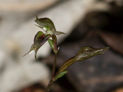 Acianthus-sinclairii-mosquito-orchid-Stony-Bay-Coromandel-Coast-Walk-01-07-2011-IMG 2660