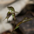 Acianthus-sinclairii-mosquito-orchid-Stony-Bay-Coromandel-Coast-Walk-01-07-2011-IMG 2660
