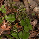 Acianthus-sinclairii-mosquito-orchid-Stony-Bay-Coromandel-Coast-Walk-01-07-2011-IMG 2669