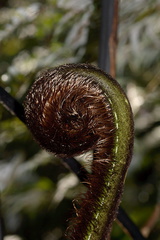 Cyathea-medullaris-mamaku-black-stemmed-tree-fern-unfolding-frond-Stony-Bay-Coromandel-Coast-Walk-30-06-2011-IMG 2618