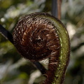 Cyathea-medullaris-mamaku-black-stemmed-tree-fern-unfolding-frond-Stony-Bay-Coromandel-Coast-Walk-30-06-2011-IMG_2618.jpg