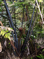Cyathea-medullaris-mamaku-black-stemmed-tree-fern-unfolding-frond-Stony-Bay-Coromandel-Coast-Walk-30-06-2011-IMG 8999
