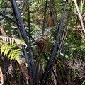 Cyathea-medullaris-mamaku-black-stemmed-tree-fern-unfolding-frond-Stony-Bay-Coromandel-Coast-Walk-30-06-2011-IMG_8999.jpg