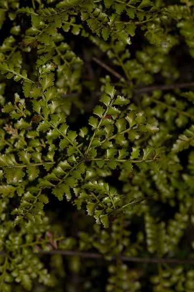 Phyllocladus-trichomanoides-celery-pine-Stony-Bay-Coromandel-Coast-Walk-01-07-2011-IMG_2652.jpg