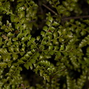 Phyllocladus-trichomanoides-celery-pine-Stony-Bay-Coromandel-Coast-Walk-01-07-2011-IMG 2652