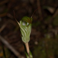 Pterostylis-greenhood-orchid-Stony-Bay-Coromandel-Coast-Walk-01-07-2011-IMG 2665