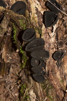 black-cup-fungus-ascomycete-Stony-Bay-Coromandel-Coast-Walk-30-06-2011-IMG 2633