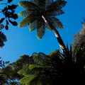 tree-fern-canopy-Stony-Bay-Coromandel-Coast-Walk-01-07-2011-IMG_9020.jpg