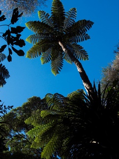 tree-fern-canopy-Stony-Bay-Coromandel-Coast-Walk-01-07-2011-IMG 9020