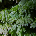 Hymenophyllum-sp-filmy-fern-on-forest-track-Denniston-2013-06-12-IMG 1337