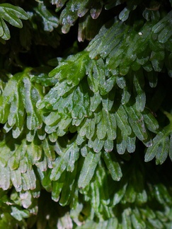 Hymenophyllum-sp-filmy-fern-on-forest-track-Denniston-2013-06-12-IMG 1337