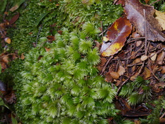 Leucobryum-sp-moss-on-forest-track-Denniston-2013-06-12-IMG 1351