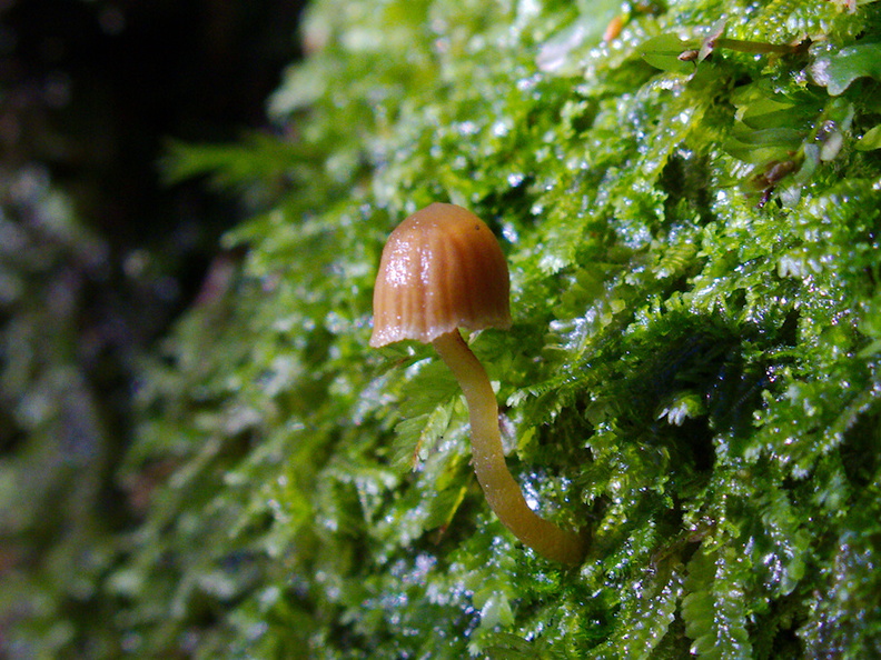 brown-blood-helmet-mushroom-on-forest-track-Denniston-2013-06-12-IMG_1347.jpg