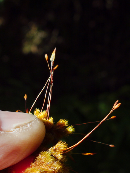 moss-epiphyte-on-forest-track-Denniston-2013-06-12-IMG_1355.jpg
