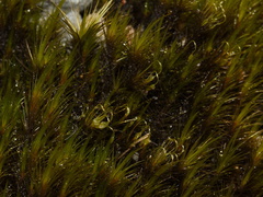 moss-road-to-Denniston-2013-06-12-IMG 8075